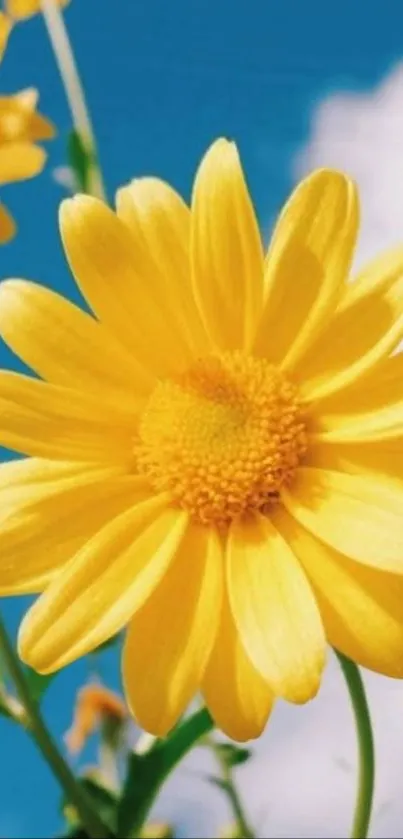 Vibrant yellow daisy against a blue sky.