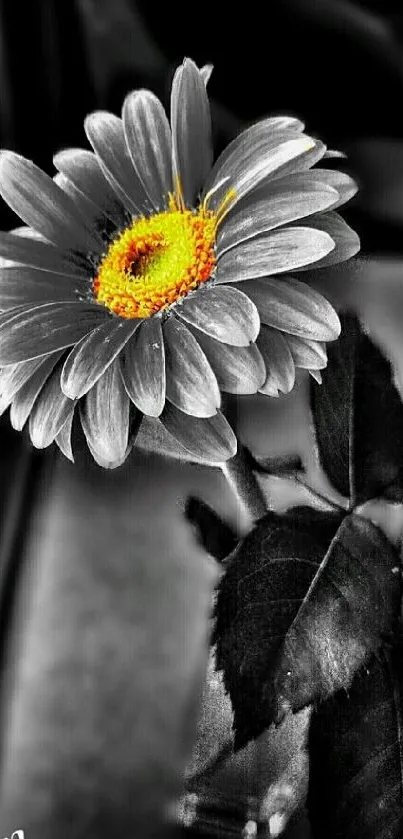 Vibrant yellow daisy on black and white background.