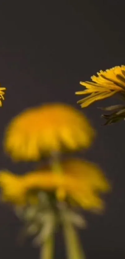 Close-up of yellow dandelions against a dark background creating a vibrant floral scene.