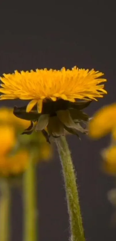 Bright yellow dandelion flowers against a dark backdrop.