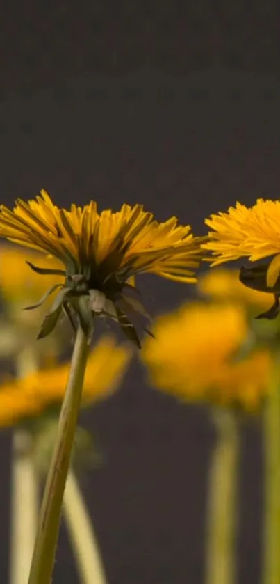 Bright yellow dandelions on dark background mobile wallpaper.