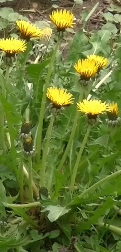 Wallpaper of vibrant yellow dandelions in lush green foliage.