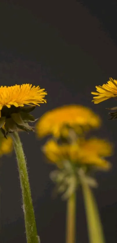 Yellow dandelions with dark background.