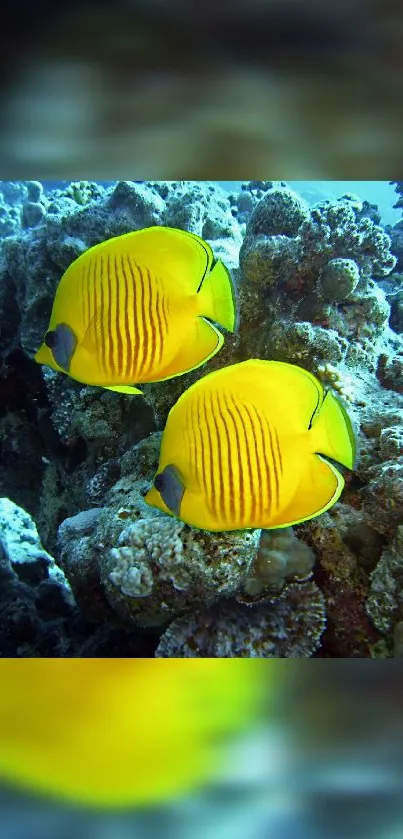 Vibrant yellow fish swimming near a coral reef.