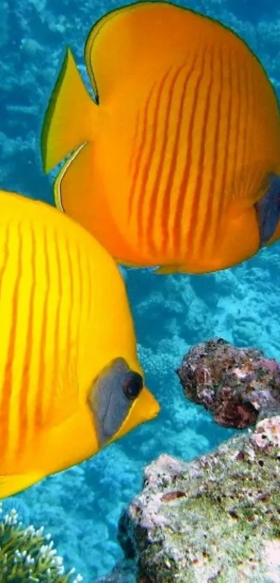 Two vibrant yellow fish swimming underwater.