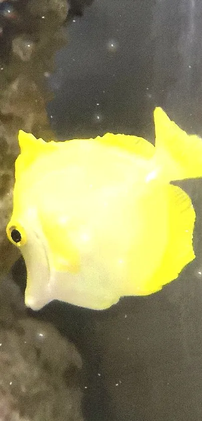 Bright yellow fish swimming in a natural aquarium setting.