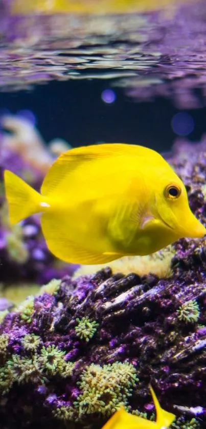 Yellow fish in a vibrant coral reef mobile wallpaper.