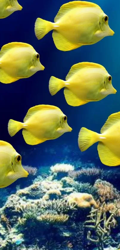 Yellow fish swim over a coral reef in vibrant underwater scene.