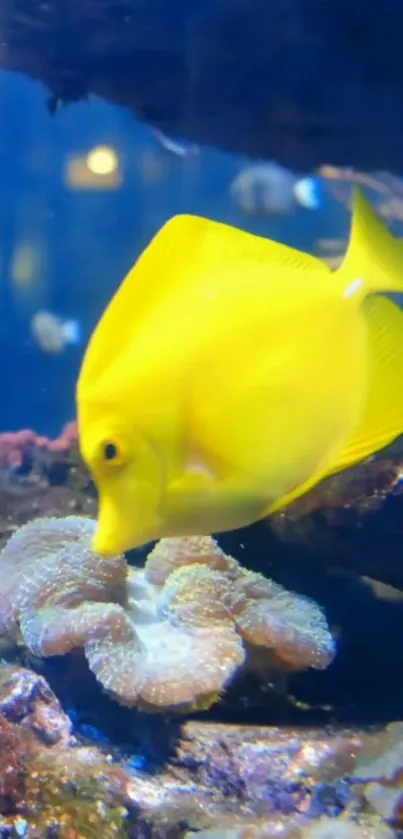 Yellow tropical fish swimming near corals.