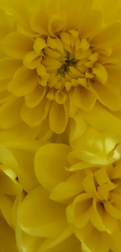 Bright yellow chrysanthemum flower wallpaper for mobile.