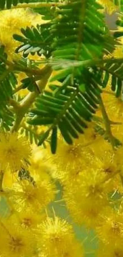 Yellow acacia flowers with green leaves.