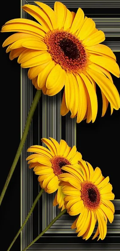 Vibrant yellow sunflowers on black background mobile wallpaper.