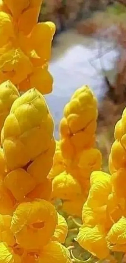 Bright yellow flowers in natural sunlight