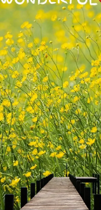 Yellow flower field with wooden path.