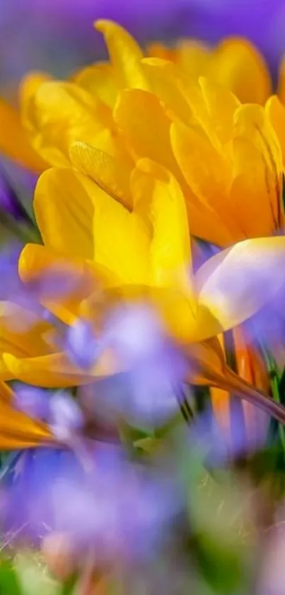 Vibrant yellow crocus flowers with a soft bokeh background.