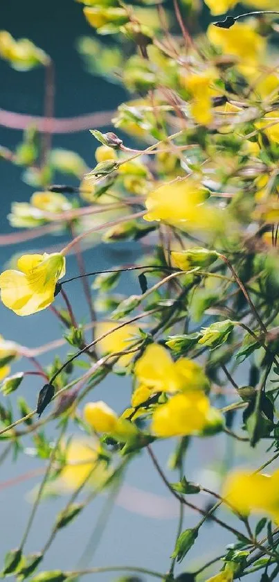 Mobile wallpaper featuring vibrant yellow flowers in full bloom.