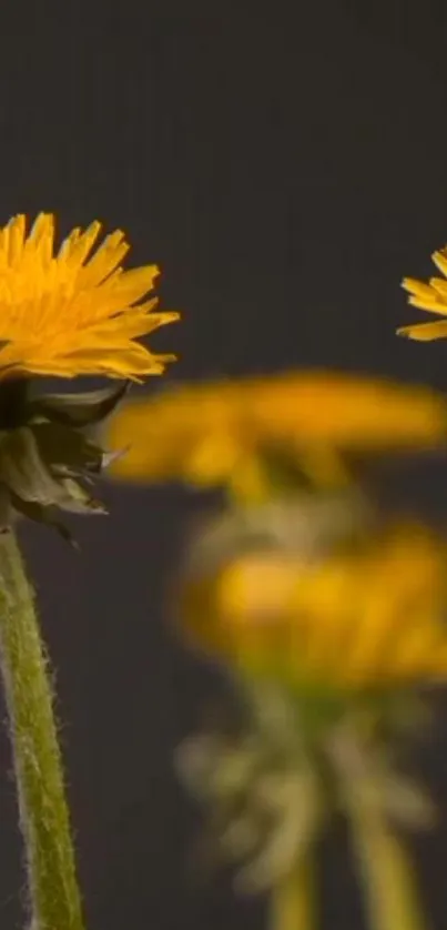 Yellow flowers with a dark background wallpaper.