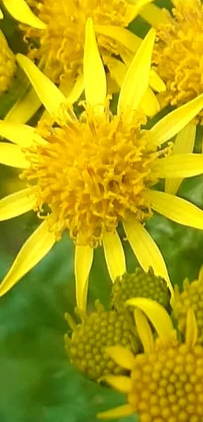 Vibrant yellow flowers with green background, perfect for phone wallpaper.