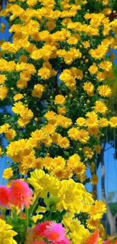 Close-up of vibrant yellow flowers against a clear blue sky, perfect for phone wallpaper.