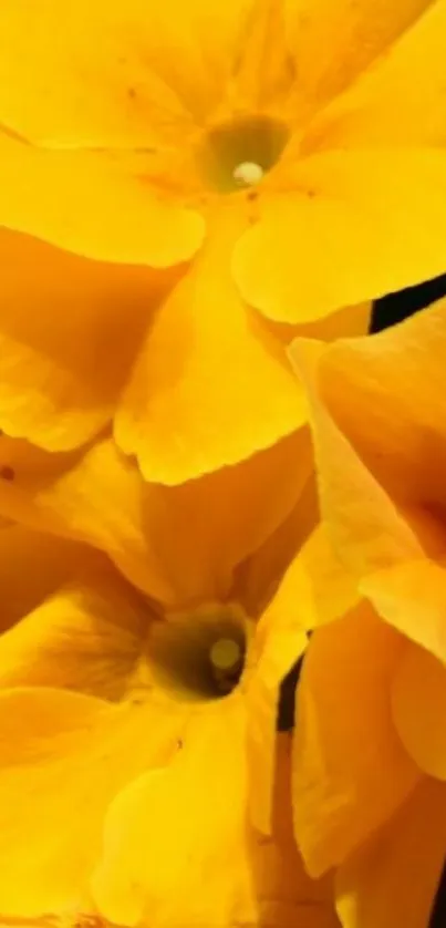 Vibrant yellow flowers with lush green leaves.