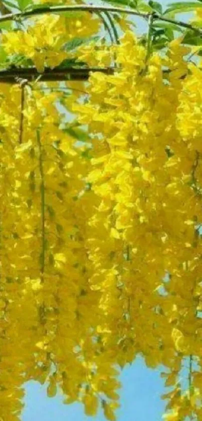Cascading yellow flowers against a blue sky background.