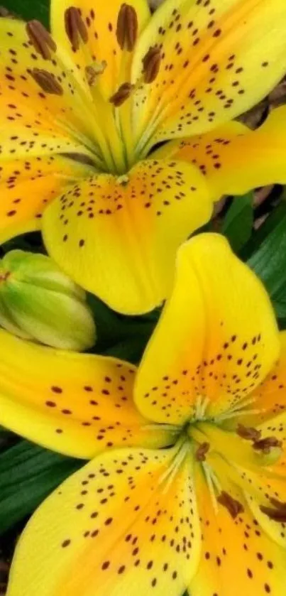 Vibrant yellow lily flowers in full bloom.