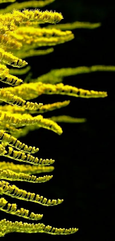 Vibrant yellow floral fern against a dark background.