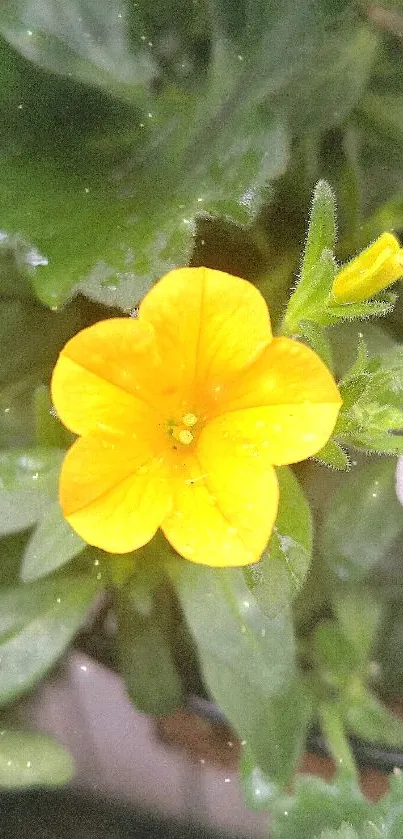 Yellow flower with dew on lush greenery.