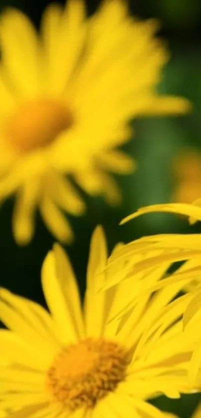 Close-up of vibrant yellow daisies in bloom against a soft green background.