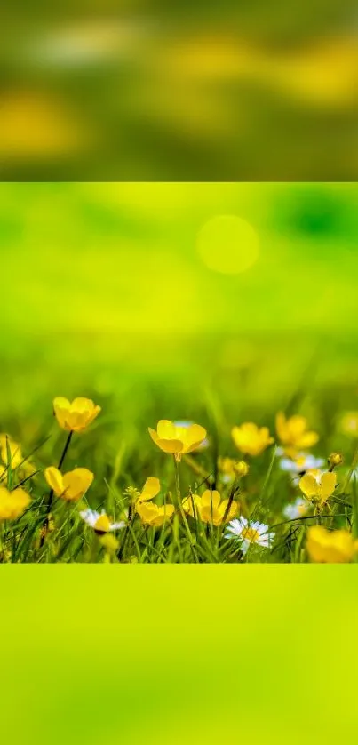 A vibrant yellow and green floral mobile wallpaper with delicate meadow flowers.