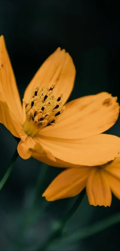 Vibrant yellow flowers on a dark background, perfect for mobile wallpaper.