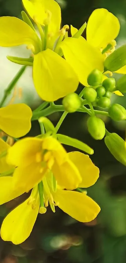 Vibrant yellow flowers with lush green buds on a mobile wallpaper.