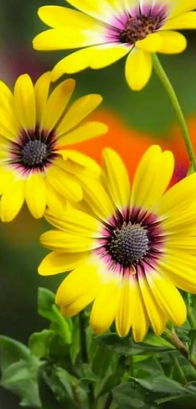 Vibrant yellow daisy flowers in full bloom on a mobile wallpaper background.