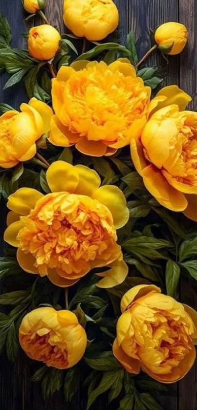 Vibrant yellow flowers with green leaves on a dark background.