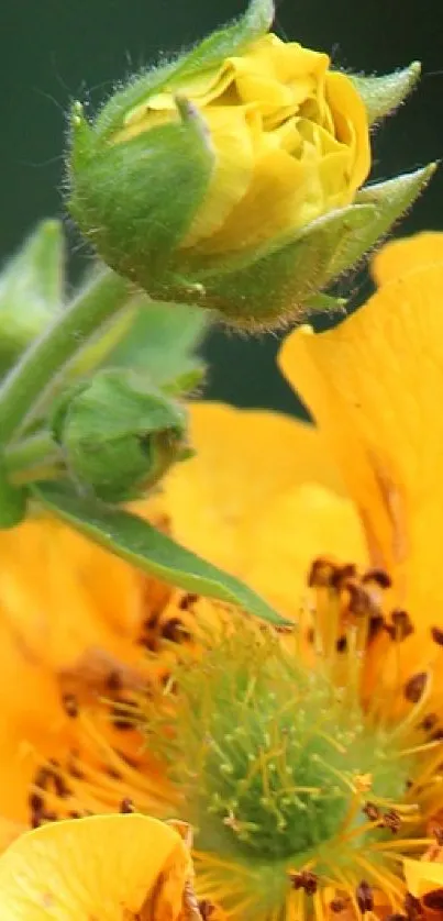 Close-up of a vibrant yellow flower in bloom.