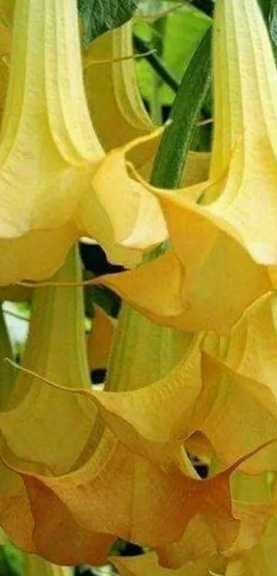 Yellow trumpet-shaped flowers in bloom with lush green leaves.