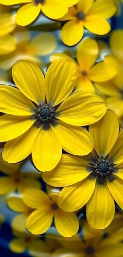 Close-up of vibrant yellow flowers in bloom.