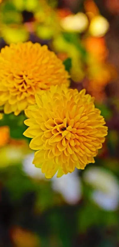 Bright yellow flowers blooming vibrantly against blurred background.