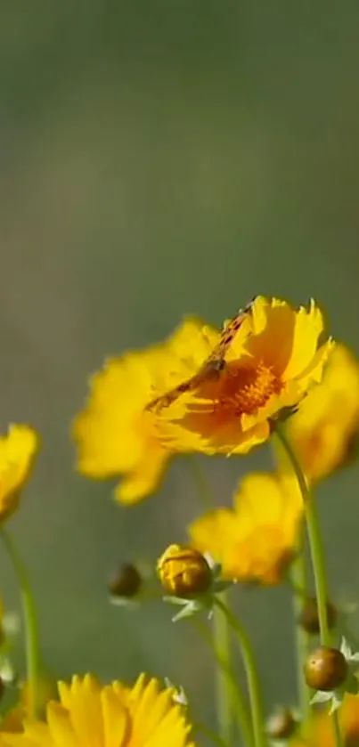 Close-up of vibrant yellow flowers with soft green background.