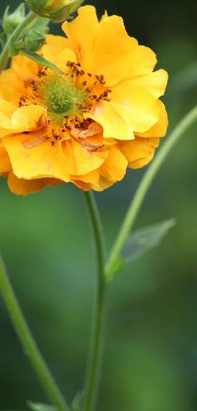 Vibrant yellow flower with green stem in focus against blurred background.