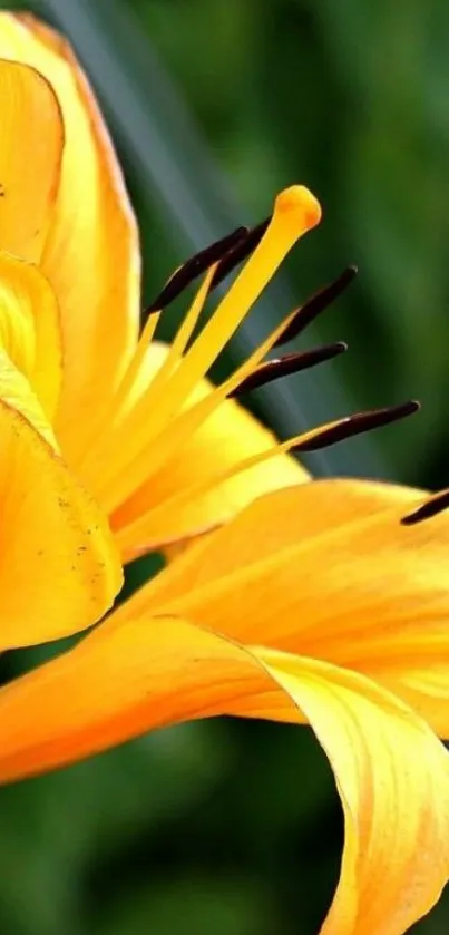 A vibrant yellow flower with detailed petals against a lush green background.