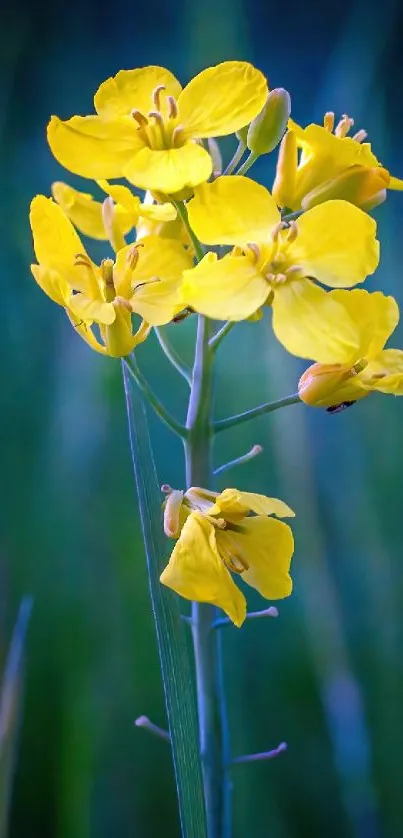 Vibrant yellow flower on a blurred blue-green background.