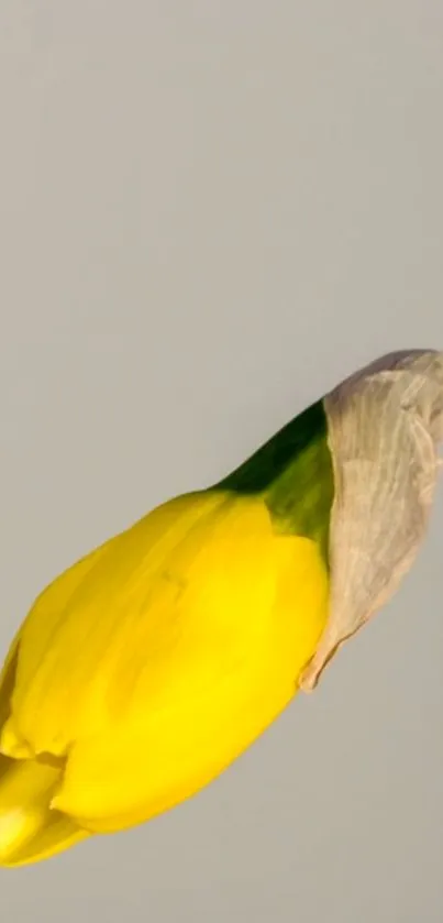 Close-up of a vibrant yellow flower bud against a soft background.