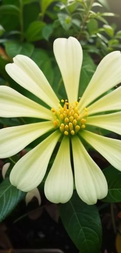 Pale yellow flower amidst green leaves on a vibrant mobile wallpaper.