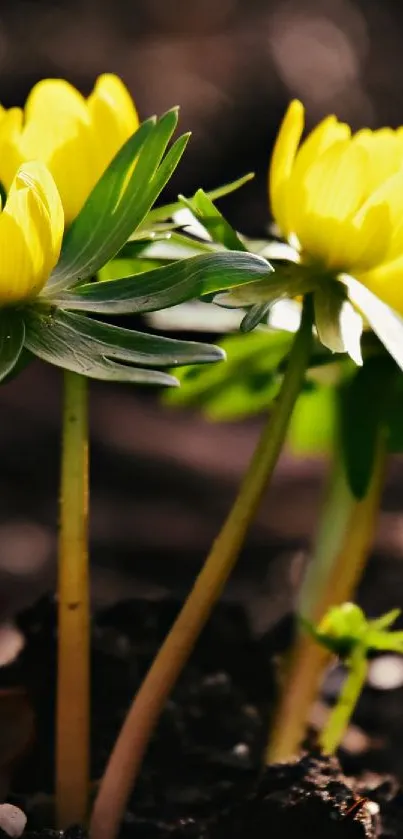 Yellow flowers blossoming in soil, vibrant and fresh.