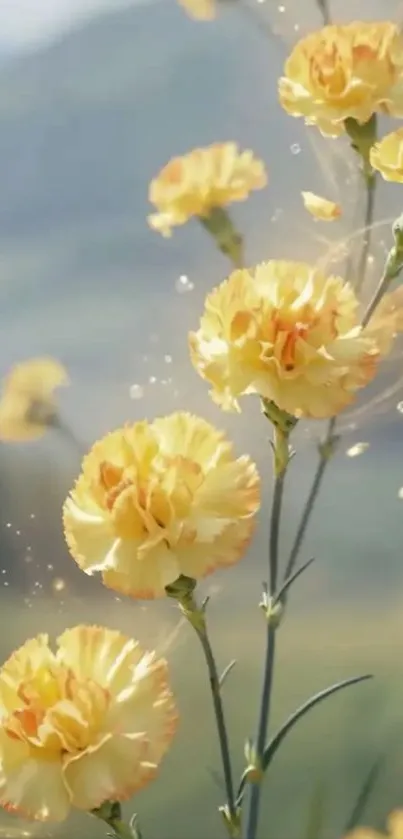 Yellow carnations in a dreamy background.