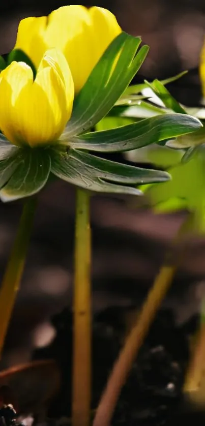 Close-up of vibrant yellow flowers with lush green leaves.