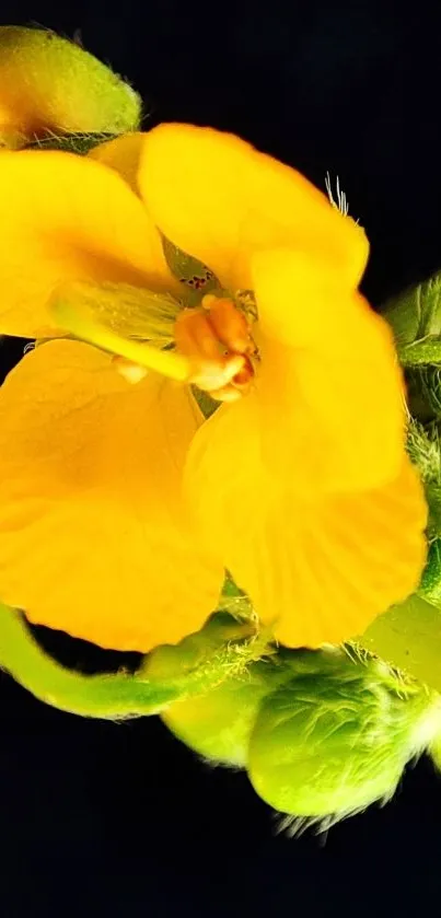 Close-up of a vibrant yellow flower against a dark background.