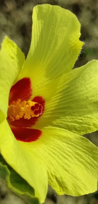 Close-up of yellow flower with red center on a natural background.