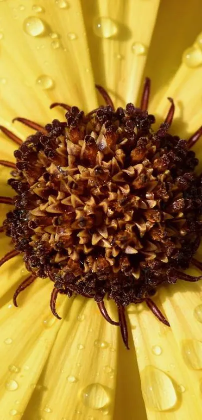 Close-up of a vibrant yellow flower with water droplets.